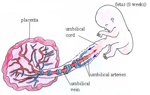 Diagram of the fetus, placenta and umbilical blood vessels